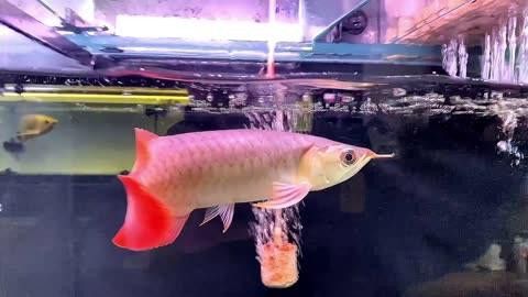 如何預防龍魚爛鰓蓋？