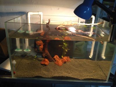 彩虹雷龍的魚缸尺寸需求主要取決于兩個方面，彩虹雷龍需求：彩虹雷龍的飼養方式