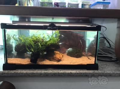 彩虹雷龍的魚缸尺寸需求主要取決于兩個方面，彩虹雷龍需求：彩虹雷龍的飼養方式