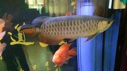 養龍魚要注意什么事項和禁忌：養龍魚的注意事項
