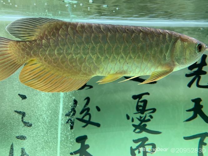 龍魚鱗片凸起底下有白色塊狀：龍魚鱗片凸起底下有白色塊狀,怎么辦?
