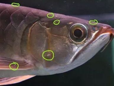 龍魚鱗片凸起底下有白色塊狀：龍魚鱗片凸起底下有白色塊狀,怎么辦?