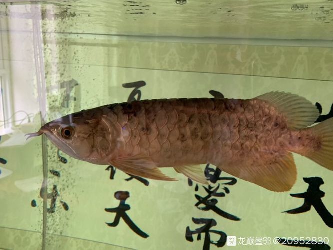 龍魚鱗片凸起底下有白色塊狀：龍魚鱗片凸起底下有白色塊狀,怎么辦?