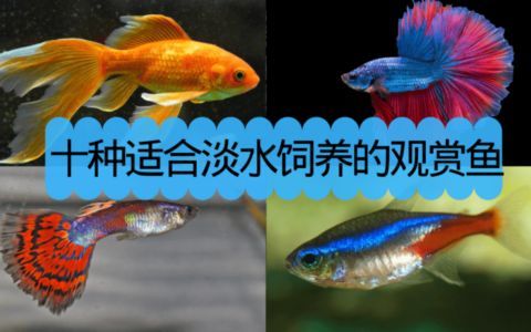 龍魚缸晚上關(guān)燈嗎：龍魚缸晚上是否需要關(guān)燈并沒有一個(gè)答案