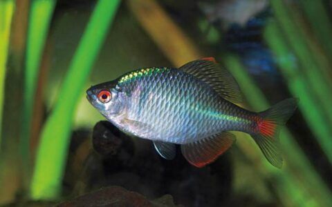 龍魚缸晚上關(guān)燈嗎：龍魚缸晚上是否需要關(guān)燈并沒有一個(gè)答案
