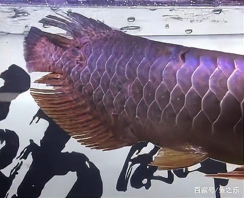 龍魚和小型魚混養