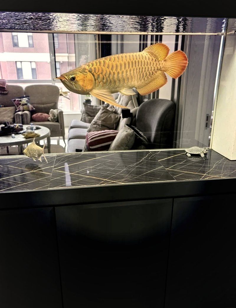 紅龍魚金龍魚哪個好養