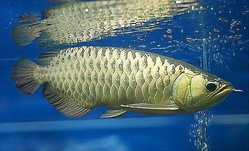 怎么防止龍魚掉眼睛