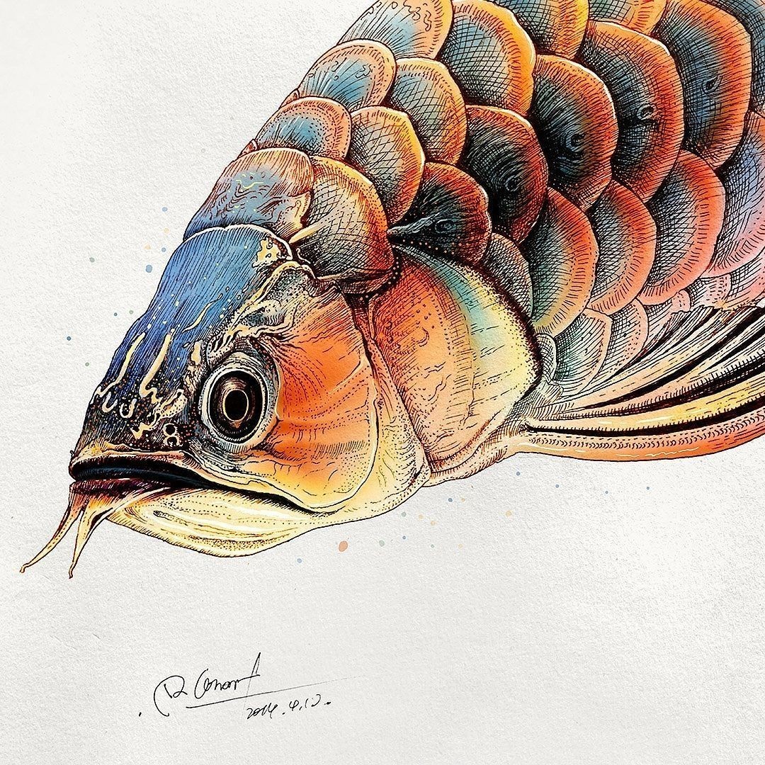 水彩畫金龍魚：水彩畫金龍魚可以通過工筆畫法和寫意畫法和寫意畫法來實現
