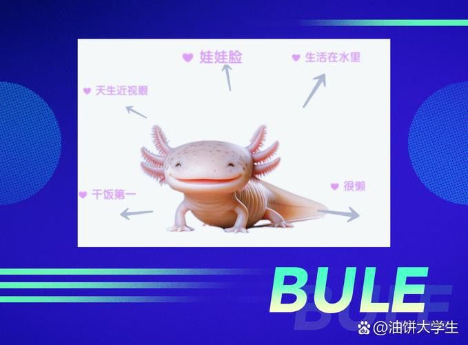 六角龍魚樣子圖片