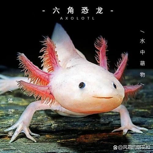 六角龍魚樣子圖片