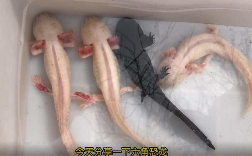 六角龍魚樣子圖片