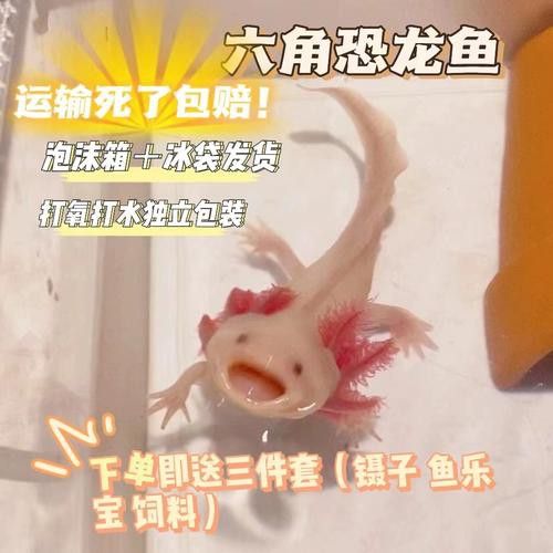 六角龍魚樣子圖片