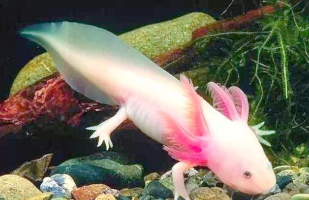 六角龍魚樣子圖片