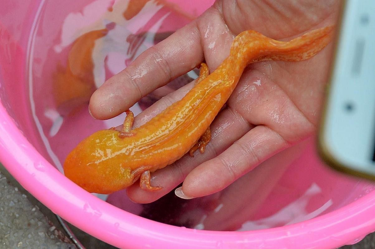 六角龍魚樣子圖片