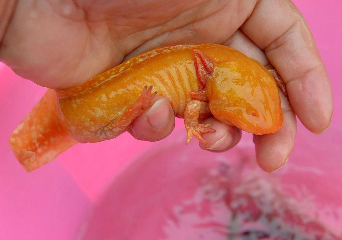 六角龍魚樣子圖片