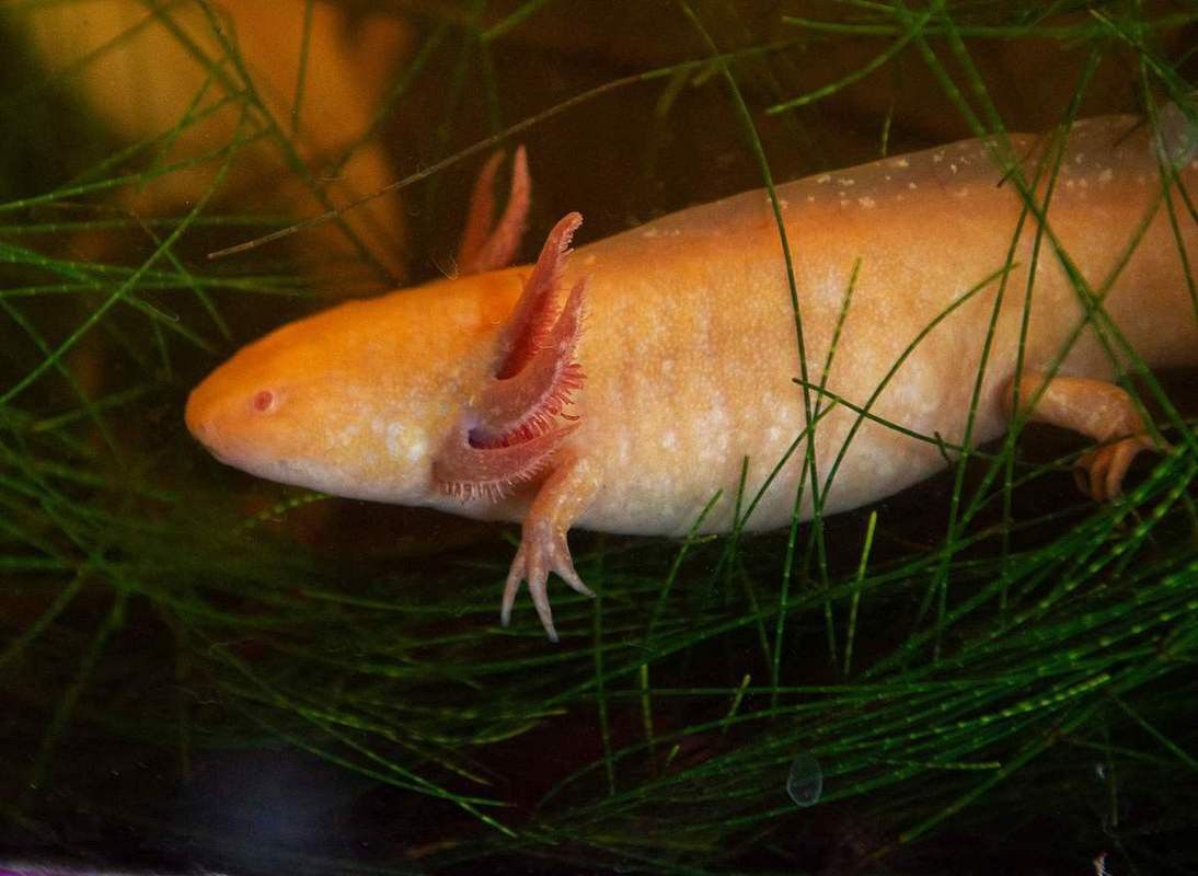 六角龍魚樣子圖片