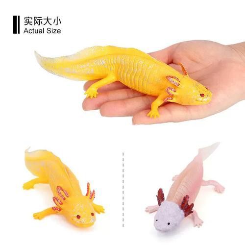 六角龍魚樣子圖片