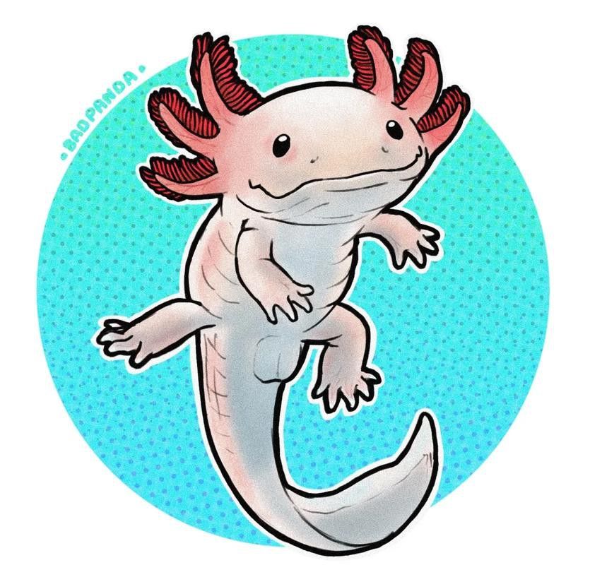 六角龍魚樣子圖片