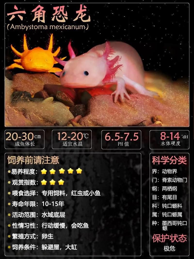 六角龍魚樣子圖片