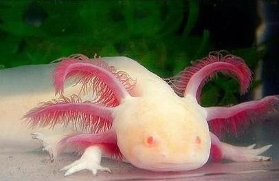 六角龍魚樣子圖片