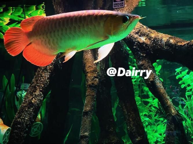 如何為紅龍魚缸選擇合適的背景色？