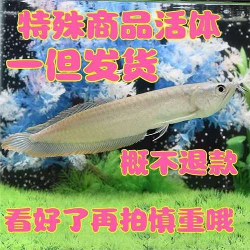 銀龍魚60公分價格圖片