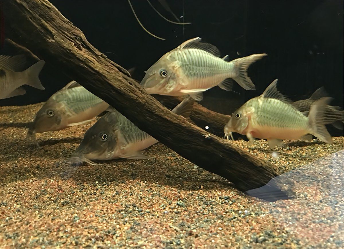 老鼠魚的壽命一般多長(zhǎng)時(shí)間