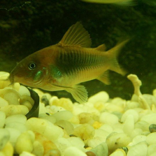 老鼠魚的壽命一般多長(zhǎng)時(shí)間