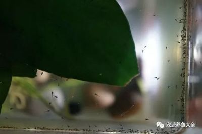 龍魚的孵化繁殖過程是什么：龍魚的孵化繁殖過程是什么樣的？