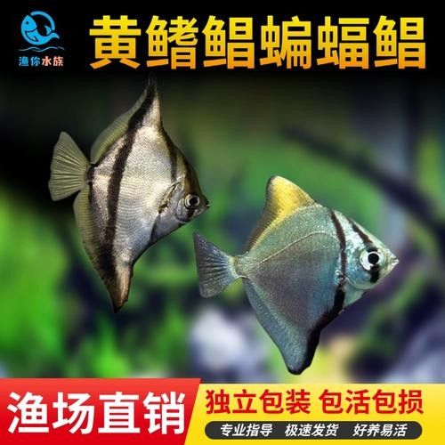 黃鰭鯧魚可以和龍魚混養嗎圖片視頻大全