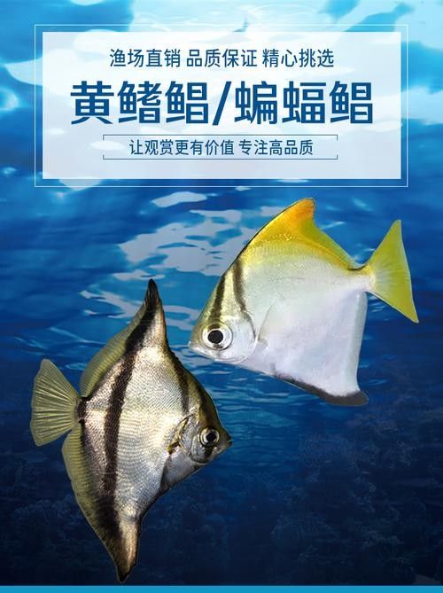 黃鰭鯧魚(yú)可以和龍魚(yú)混養(yǎng)嗎圖片視頻大全