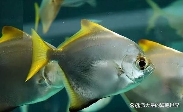 黃鰭鯧魚(yú)可以和龍魚(yú)混養(yǎng)嗎圖片視頻大全