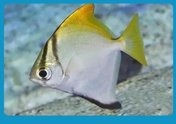 黃鰭鯧魚(yú)可以和龍魚(yú)混養(yǎng)嗎圖片視頻大全