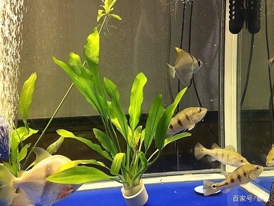 黃鰭鯧魚(yú)可以和龍魚(yú)混養(yǎng)嗎圖片視頻大全