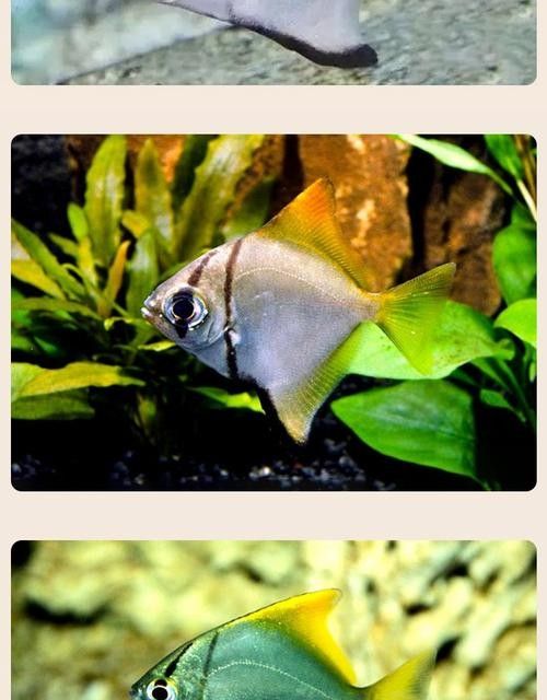 黃鰭鯧魚(yú)可以和龍魚(yú)混養(yǎng)嗎圖片視頻大全