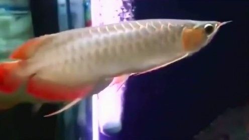 黃鰭鯧魚(yú)可以和龍魚(yú)混養(yǎng)嗎圖片視頻大全