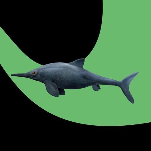 給我一張魚龍的真實圖片