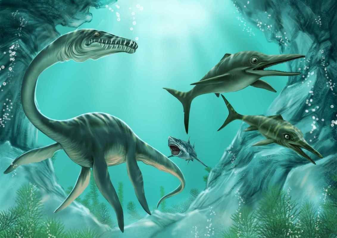 給我一張魚龍的真實圖片