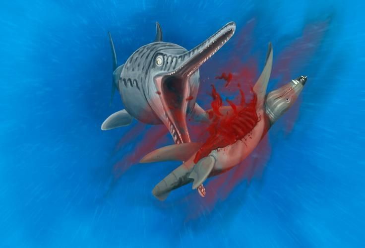 給我一張魚龍的真實圖片