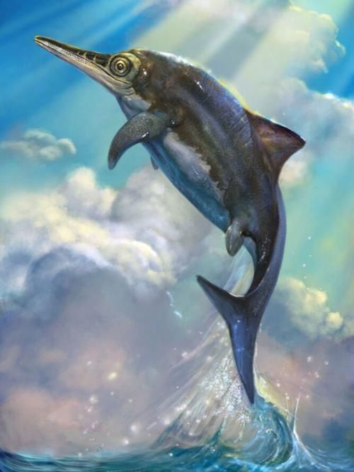 給我一張魚龍的真實圖片
