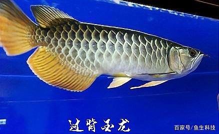 龍魚發色燈開多久會死