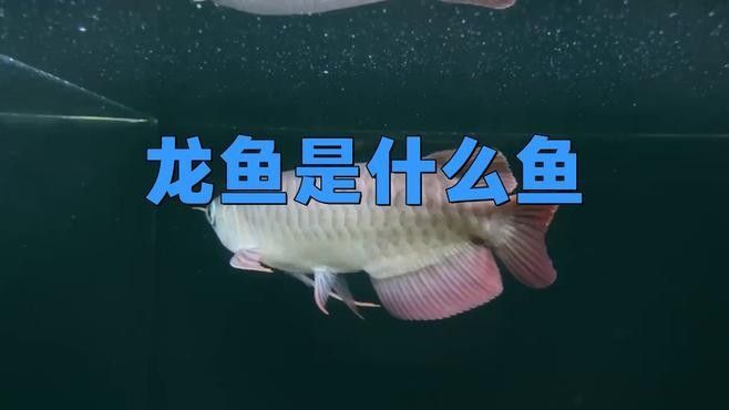 龍魚(yú)是什么樣