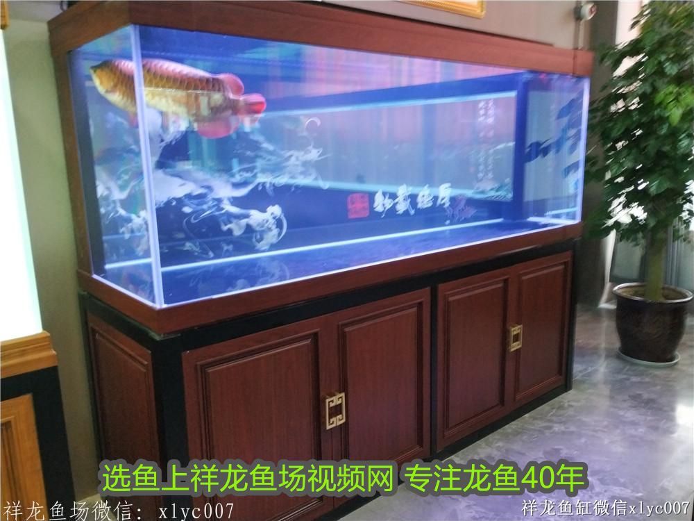 龍魚和神仙魚混養視頻：龍魚與神仙魚混養的科學喂食指南