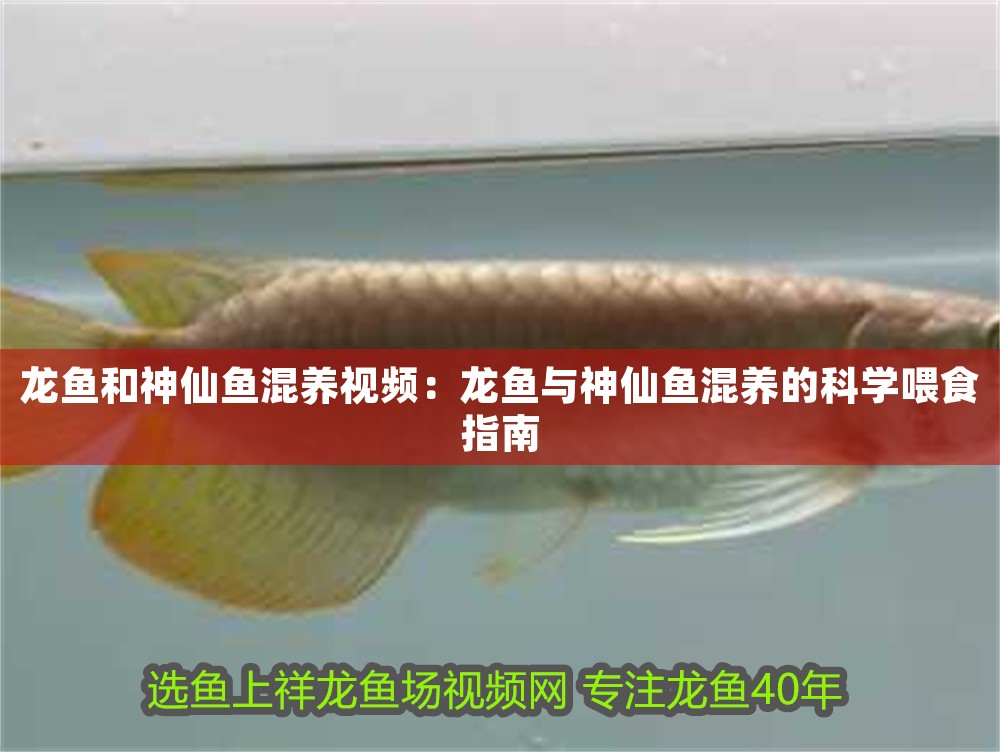 龍魚和神仙魚混養視頻：龍魚與神仙魚混養的科學喂食指南
