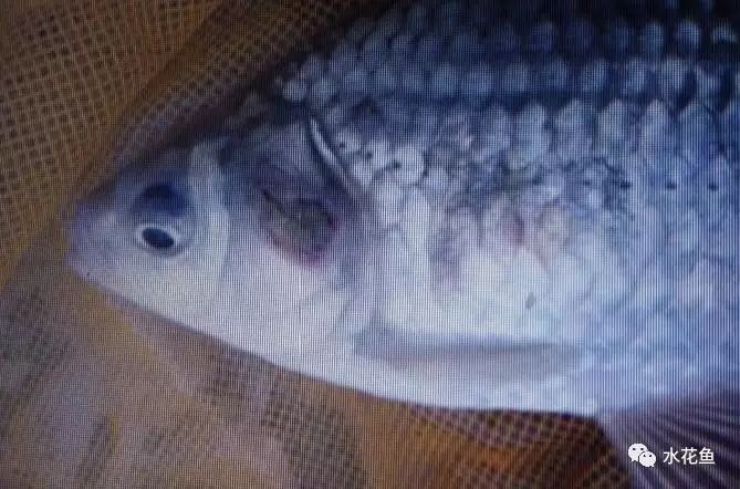 龍魚鰓蓋破損后如何判斷損傷程度？