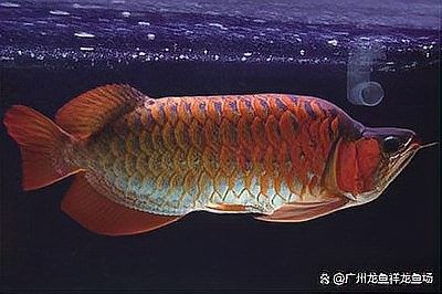 龍魚鰓蓋破損后如何判斷損傷程度？