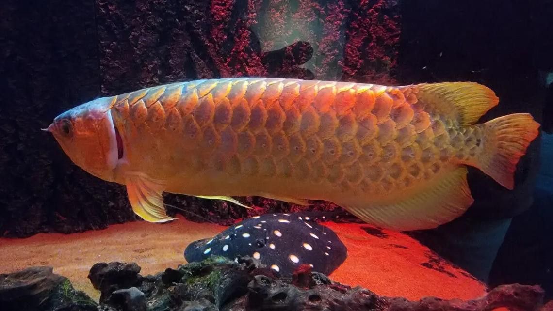血紅金龍魚