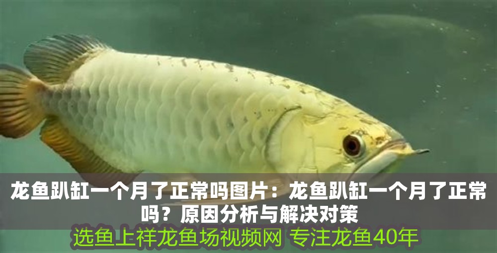 龍魚趴缸一個月了正常嗎圖片：龍魚趴缸一個月了正常嗎？原因分析與解決對策