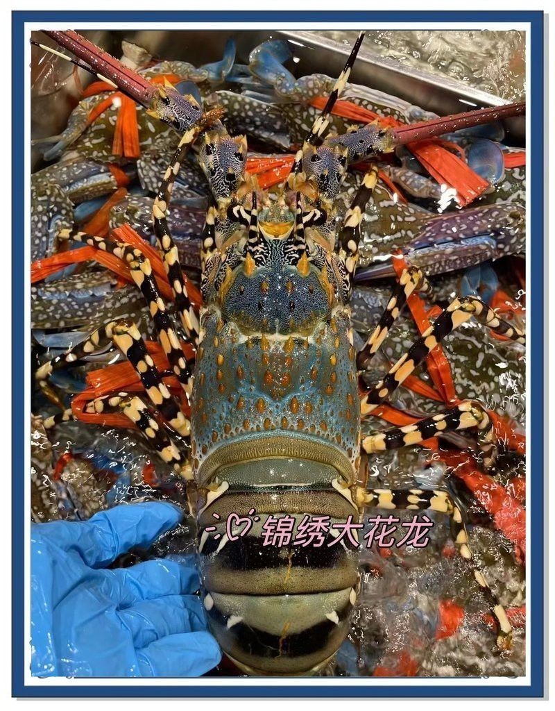 澳龍烹飪時需要多長時間